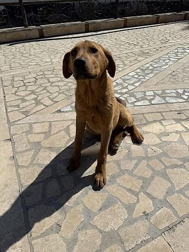 ит собака: Щенок среднего размера, рыжего окраса. Короткая плотная шерсть — 1