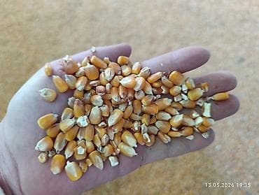 Продам кукурузу 5-6 тонн. сухая, под навесом. сорт Майями. цена 25 сом — 1