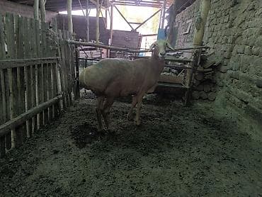 животные бараны: Продаю | Овца (самка) | Арашан — 3