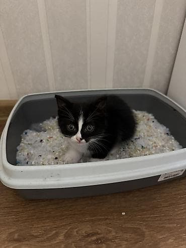 чёрные кошки: Кошка даром: Беспородная, 2 месяца, Девочка — 4