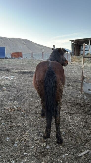 жылкы эркек: Сатам | Жылкы (эркек) | Жумушка | Жасалма жол менен боозутуу — 2