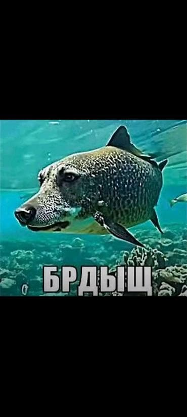 сеть для рыбы: Постер/картинка «Брдыщ» — юмористическое изображение с фотомонтажом — 1