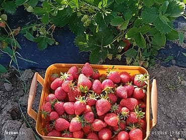 1 кг мяса цена бишкек: Кулпунай — 3