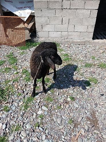 яицо страуса: Продаю | Овца (самка) | Для разведения — 1