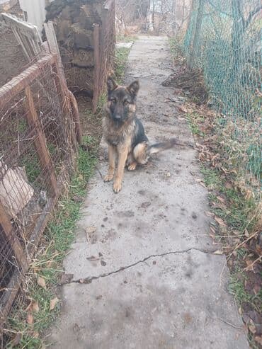 Ит кууту: Немис овчаркасы, 1 жаш, Эркек — 4