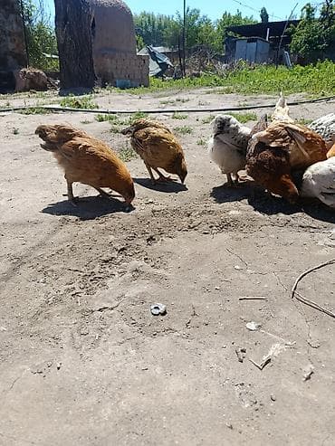 бездомные кошки: Продаю | Куры | Домашняя | Несушки — 2