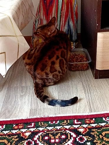 жаны асый: Бенгал, 3 жаш, Ургаачы, Алтын шиншилла, Лотокко барууга үйрөтүлгөн — 9