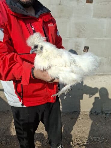 декоротивные куры: Продам шелков — 3