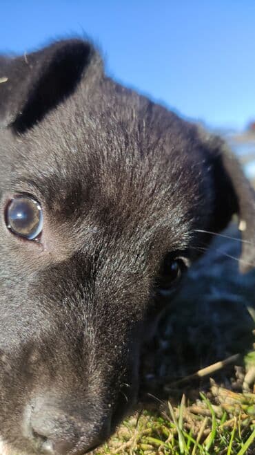 чёрный терьер: Собака даром: Дворняжка, 2 месяца, Самец — 2