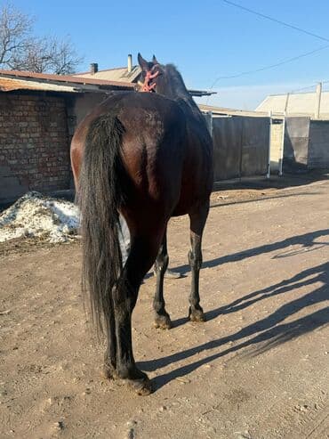 птицефабрика продает кур несушек: Продаю | Конь (самец) | Конный спорт — 2