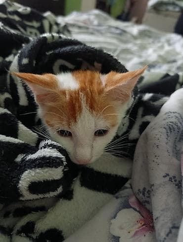 үй жаныбарлары: Мышык бекер берилет: Породасыз, 3 айлык, Эркек — 2