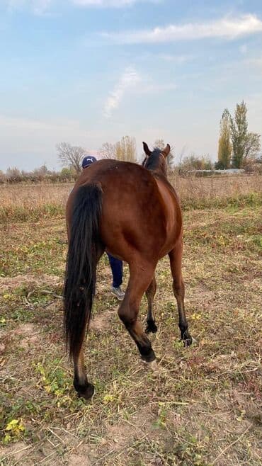 куда можно отдать собаку в бишкеке: Продаю | Жеребец | Полукровка | Конный спорт — 2