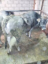 продаю музоо торпок корова самка бык самец айрширская ангус алатауская на забой для разведения на откорм племенные нетель привязанные: Продаю | Бык (самец) | На откорм | Привязанные — 1