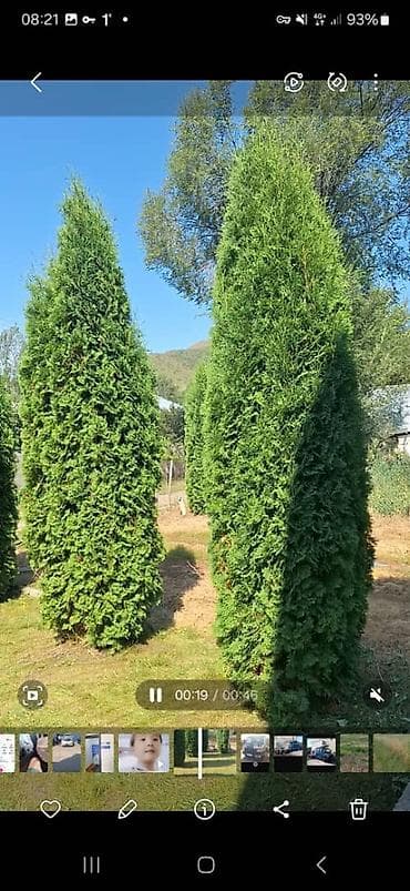 Саженцы деревьев: Туи, Платная доставка, Самовывоз, Бесплатная доставка