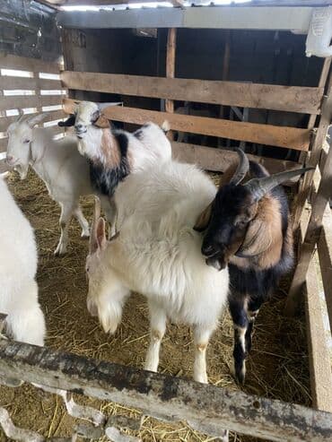 Эчкилер, текелер: Сатам | Эчки (ургаачы) | Көбөйтүү үчүн — 7