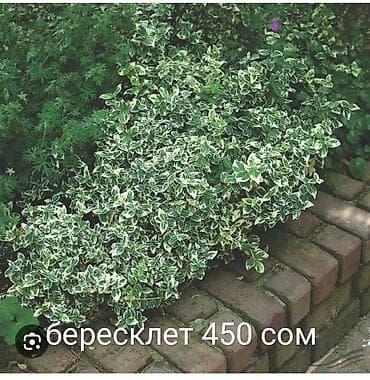 кой сой: Туи колоновидные для ландшафтного озеленение Цена: - 100–120 см — — 6