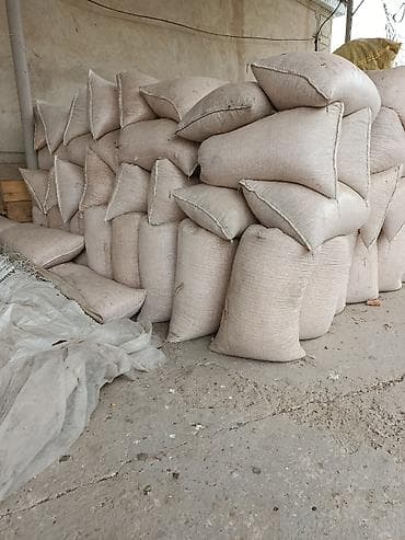 рыбные хозяйства: Продается Кукуруза сорт пионер 15 тон цена 23 сом — 2