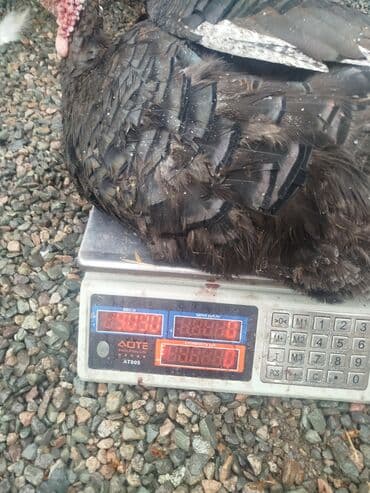 собаки рынок в бишкеке цены: Продаю | Индюк (самец) | Полукровка | Для разведения | Племенные — 4