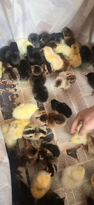 Куры, петухи: Продаю | Цыплята | Для разведения — 2