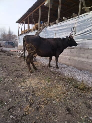 коровы с телятами: Продаю | Корова (самка) | Для молока | Привязанные — 1