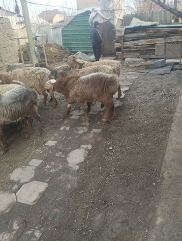 сколько стоит шерсть барана: Продаю | Баран (самец) | Для разведения | Ярка — 1