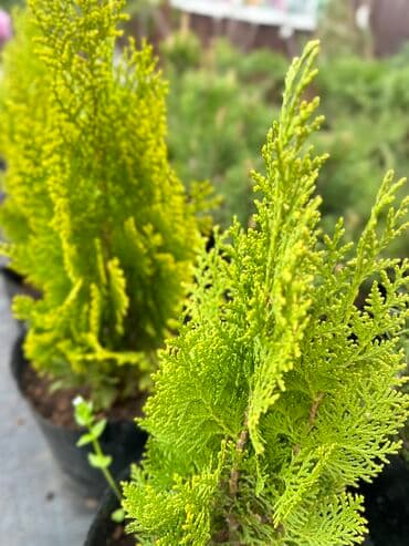 автоматический секатор для обрезки деревьев: Туя Смарагд размеры разные 30 см -600 сом 50 см - 1200 сом 100 см — 2