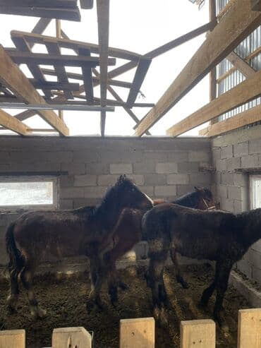 Жылкылар, аттар: Сатам | Тай | Көбөйтүү үчүн | Асыл тукумдуу — 2