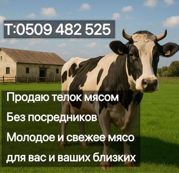 поилки для коров: Сатам | Кунаажын | Союуга — 1