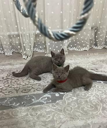 Британские короткошерстные котята, окрас голубой (solid). На фото —