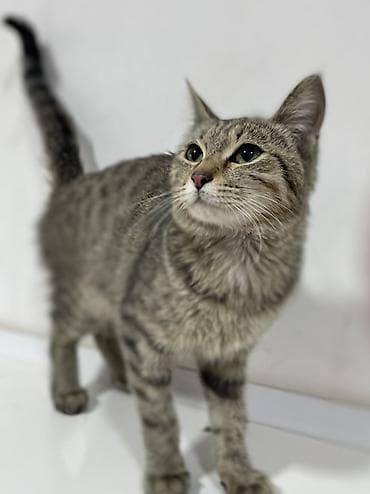 продажа домашних животных: 4 месяца, Девочка, Приучена к лотку, Проглистована — 1