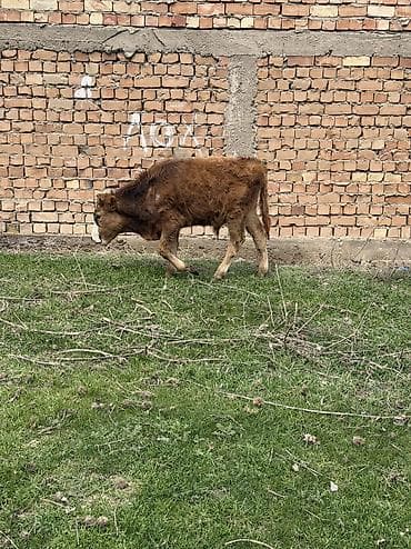 кел кел: Сатам | Бука (эркек) | Аргын, Голштин, Алатоолук — 9