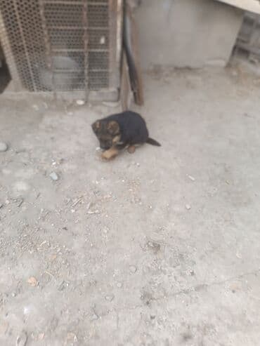 стаффордширский терьер: Щенки немецкой овчарки - Возраст 1,5 месяца. Остались 3 девочки и 1 — 10