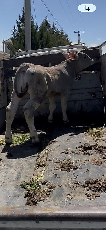 бал мёд: Продаю | Корова (самка), Тёлка | Для молока | Племенные, Искусственник — 6