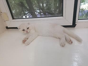 бенгал кошка цена: Продажа кошек — 3