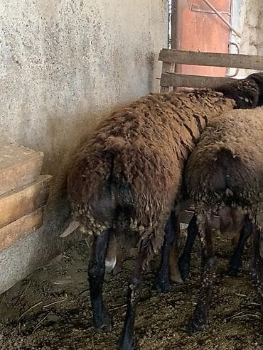 нужен кот: Продаю | Баран (самец), Овца (самка), Ягненок | Для разведения — 4