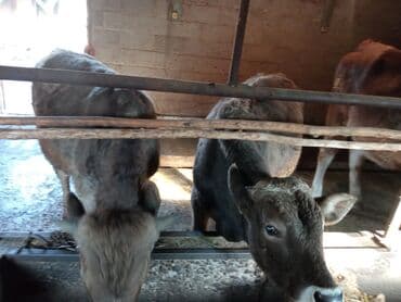 коровы высокоудойные: Продаю | Музоо, торпок | На откорм | Привязанные — 5