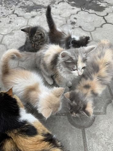 животные кошки: Отдаются в добрые руки милых котята. - Окрас: серо-бежевые — 2