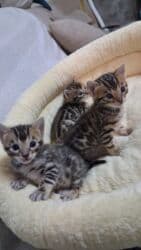 отдам котенка в добрые руки: На бронь бенгальские котята,свободны две девочки,к переезду будут — 1