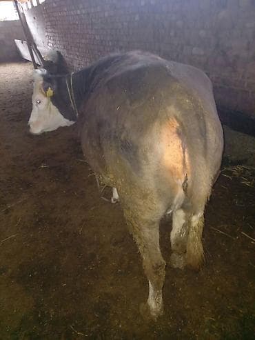 Аквариумдар: Сатам | Уй (ургаачы), Кунаажын | Сүт алуу үчүн — 1