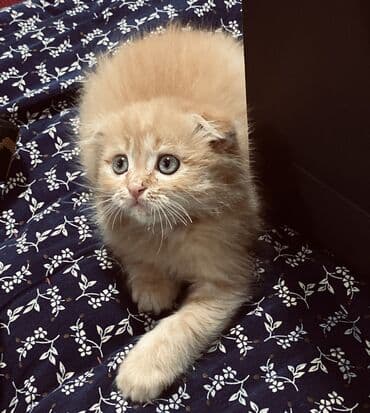 котята вислоухие: Шотландская вислоушка СРОЧНОООО в связи с переездом,продадим в хорошие — 5