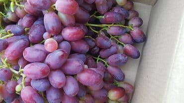 кызыл таш: 100 соток, Бизнес үчүн, Сатып алуу-сатуу келишими — 8