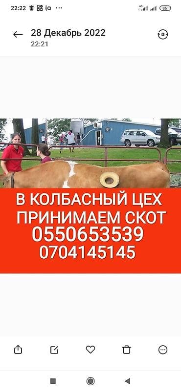 Жеке жак, Колбаса цехи : Уйлар, букалар, Жылкылар, аттар, Башка а/ч жаныбарлары, | Күнү-түнү, Бардык шартта, Союлган