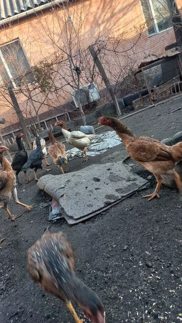 болонка собака: Продаю | Куры | Домашняя | Для разведения — 7