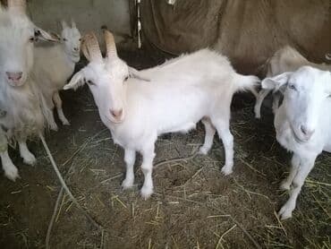 продаю породистых коров: Продаю | Коза (самка), Козёл (самец) | Зааненская | На забой, Для разведения, Для молока | Котные, Осеменитель — 5