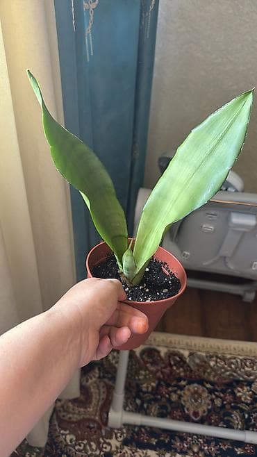 Денежное дерево: Антуриум зизу фиолетовый 100, Сансивиерия муншайн 220 сом — 5