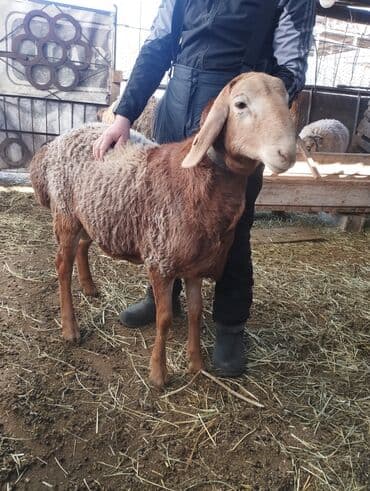 продажа кормов для сельскохозяйственных животных: Продаю | Жеребенок | Конный спорт — 10