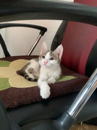 отдам кошечку в добрые руки: Кошка даром: Беспородная, 4 месяца, Девочка, Приучена к лотку, Проглистована — 2