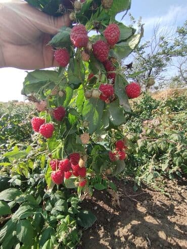 куплю офисный стол: Малина — 2