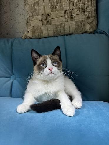 сиамские кот: Отдам котёнка 4 месяца в хорошие руки ❗️🐾 🐱 Сиамская кошечка с — 3