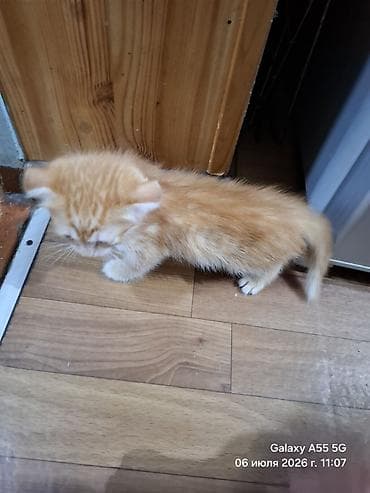 Мышыктар: Котята, отдам в добрые руки - Возраст на фото: примерно 2 месяца — 3